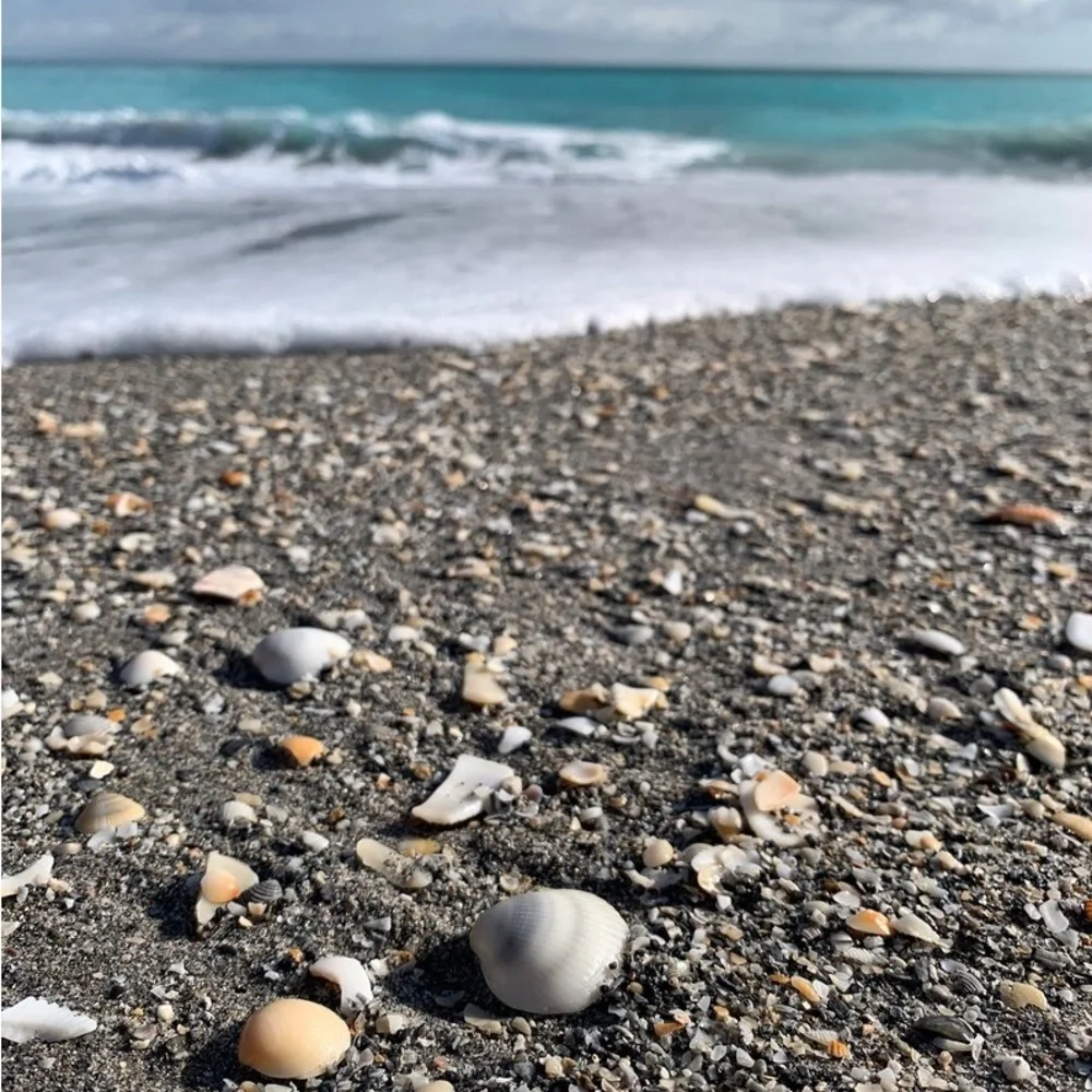 Florida Seashells Vase Filler Bulk Gray Bittersweet Clam Craft Supply TheSandbar
